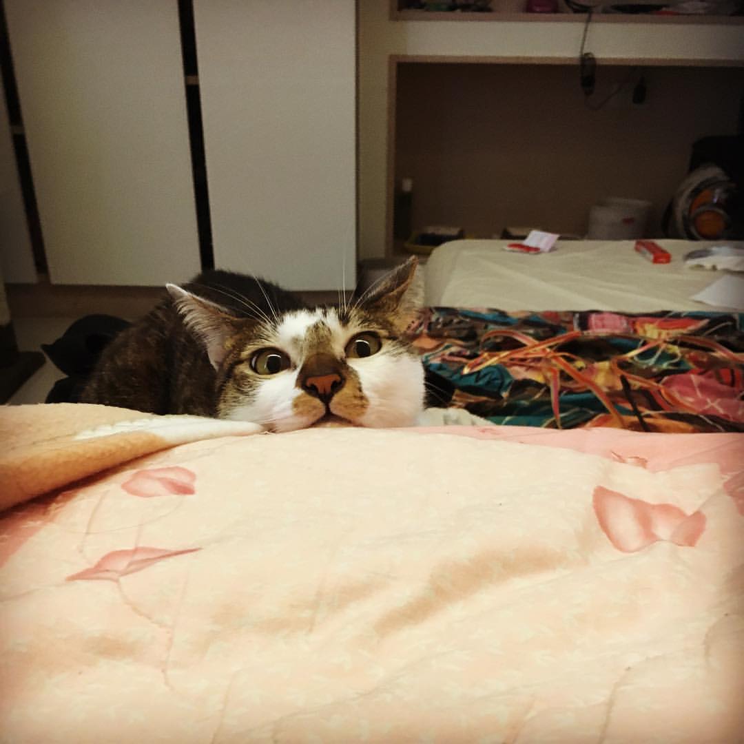 瘦瘦