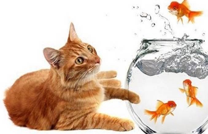 8/27 初學者進入股市 只要看20日均線 簡單操作真容易！