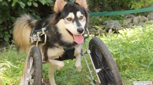 這隻狗狗本來要被送去安樂死，是最新科技發明改變他的命運.....