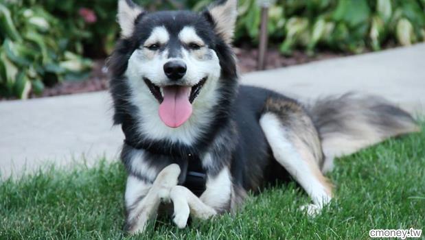 這隻狗狗本來要被送去安樂死，是最新科技發明改變他的命運.....