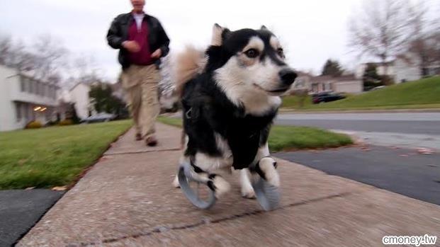 這隻狗狗本來要被送去安樂死，是最新科技發明改變他的命運.....