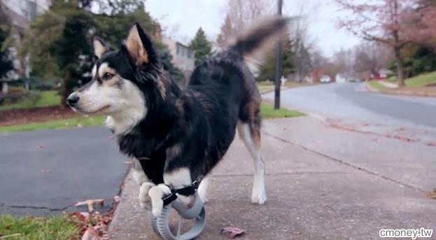 這隻狗狗本來要被送去安樂死，是最新科技發明改變他的命運.....