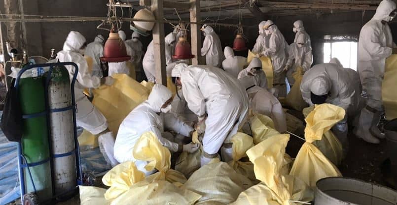全台陷雞排熱... 台中卻爆「禽流感」，緊急撲殺 2400隻雞！