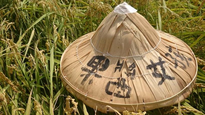 83年次陳沛蓉 不顧大家反對，休學跑到台南 捲褲管下田，為農民做 這件事，讓台灣人吃到流淚！why？