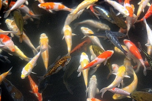 鍾瑩瑩因家中負債2億，只好捲起褲管 回家賣魚，沒想到她靠「這招」，連德國人都為她瘋狂！