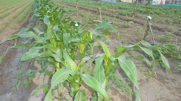 小心受騙！保證【無農藥】的有機蔬果，卻高達 22 種農藥殘留，你..真的吃得安心？