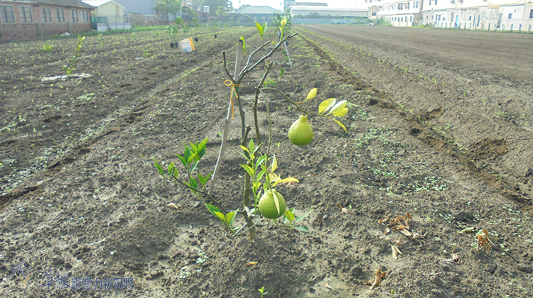 小心受騙！保證【無農藥】的有機蔬果，卻高達 22 種農藥殘留，你..真的吃得安心？