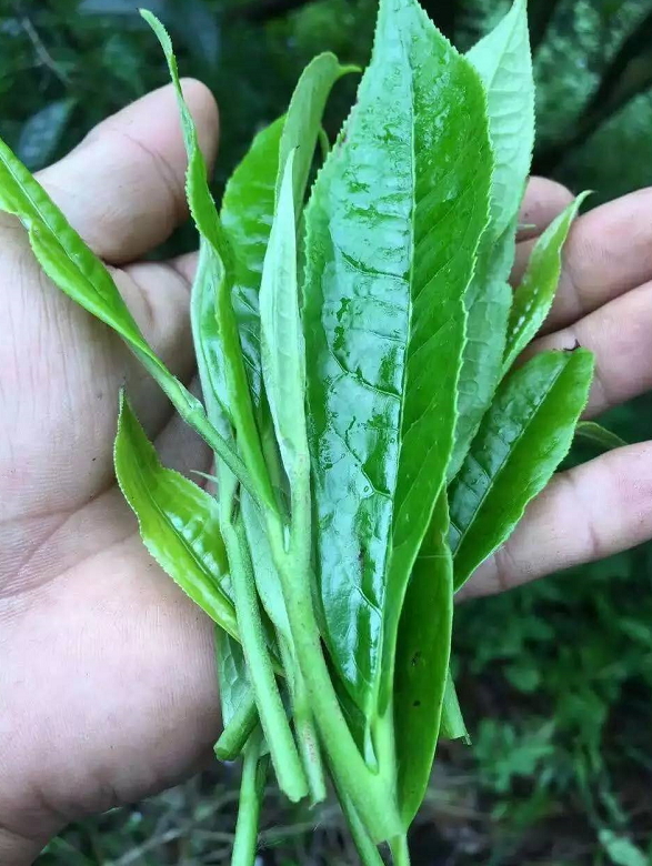 萎凋傷害普洱茶?有這種道理...