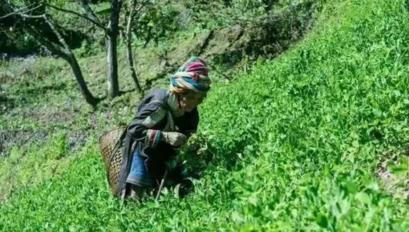 萎凋傷害普洱茶?有這種道理...