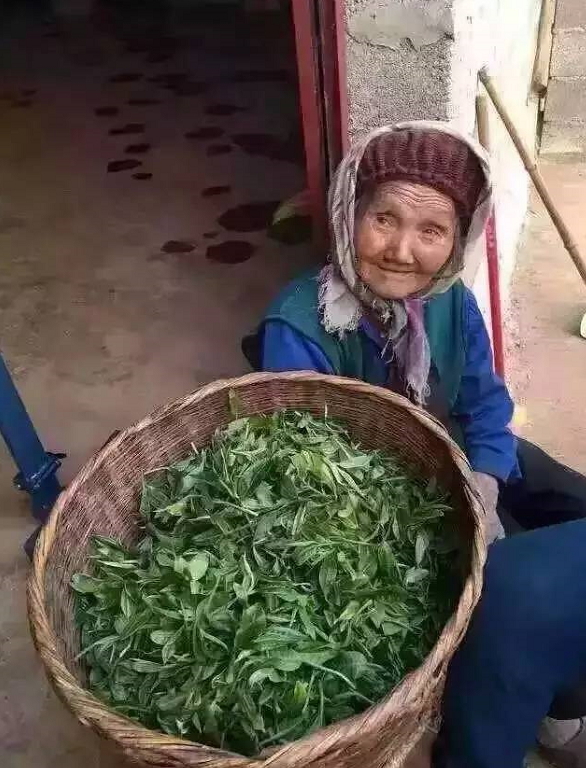 萎凋傷害普洱茶?有這種道理...