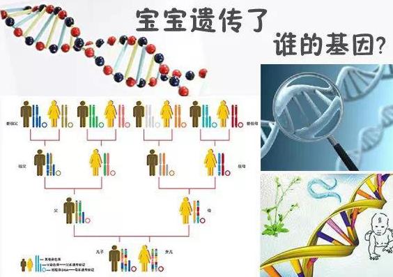 像爸爸還是像媽媽？夫妻誰的基因決定了孩子智商？原來答案是....
