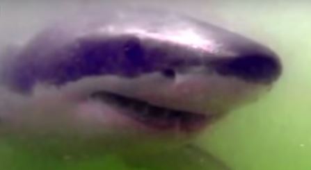 Finney被海中的生物襲擊，疼痛讓他徹夜難眠..但在看完醫生後，他卻反過來向「牠」說謝謝！Why?