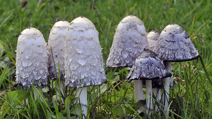 南韓藝術家李宰潤：「讓蘑菇，把你吃掉！」環保終極境界，別死後還危害世界！這「東西」..世界正流行！