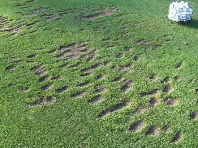 如何當一名廣受歡迎的高爾夫球友？