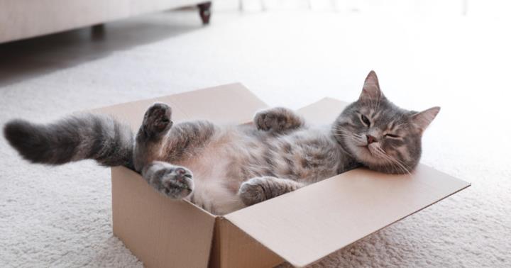 《保險天地》5 個寵物險常見的保障範圍...專家：毛孩保單應優先規劃手術、住院保額！