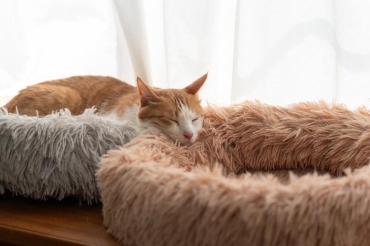 貓咪在家突然“瘋跑”,原來有這些原因,養貓多年才懂