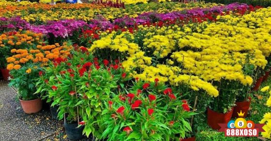 Sổ mơ là gì? Mơ thấy chợ hoa tết mang ý nghĩa như thế nào?