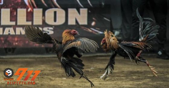 Đá gà là gì? Tìm hiểu tại sao nhiều người mê đá gà đến thế