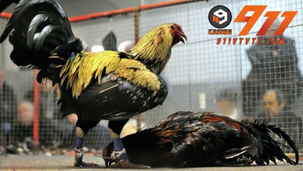 Cách chơi đá gà online - Tìm hiểu cách chơi đá gà 