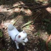 牽狗散步的主人