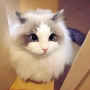 K小姐