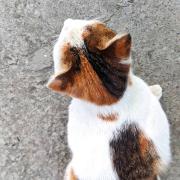 O小姐